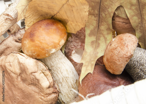 different mushrooms in the basket among the autumn foliage