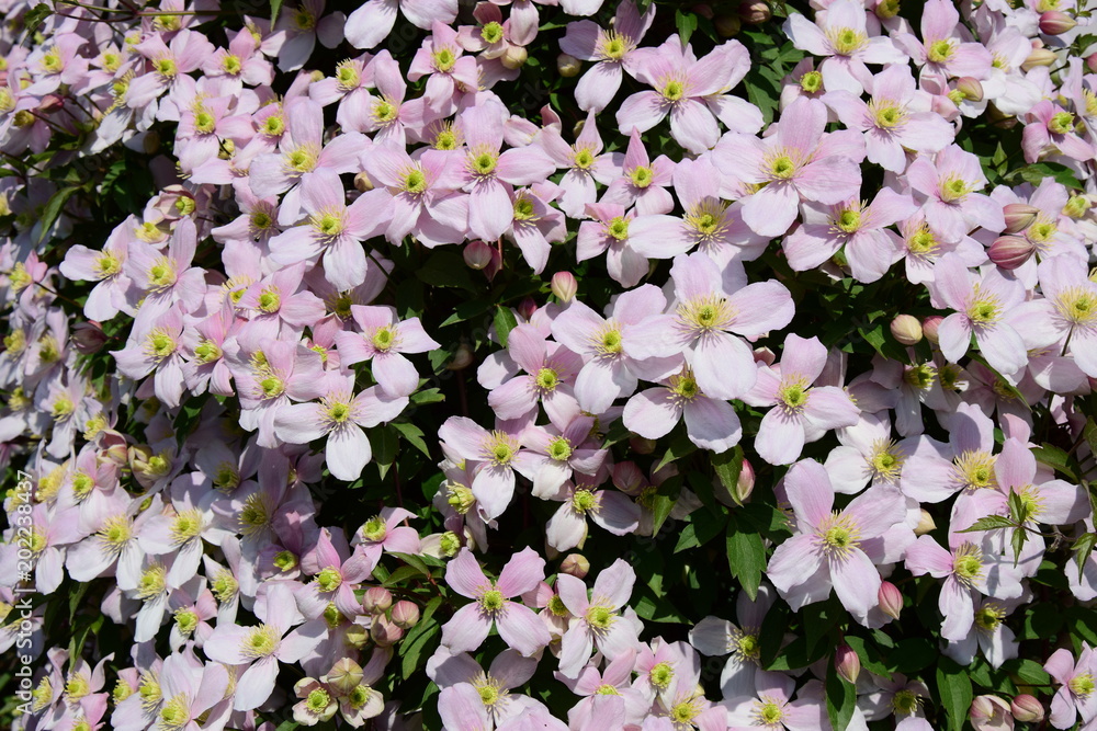 Kletterpflanze, Waldrebe, Clematis montana Kletterpflanze, Waldrebe, Clematis montana