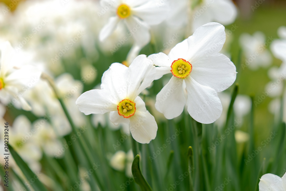 Flowering daffodils in the garden in the spring. Flowering daffodils in the garden in the spring.