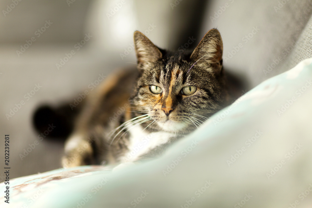 portrait of a lazy cat with blur environment
