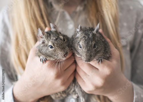 Young girl teen holding two small animals common degu squirrels in hands. Close-up portrait of the cute pets in kid's hands photo