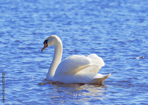 White swan swims in the lake. Cygnus.