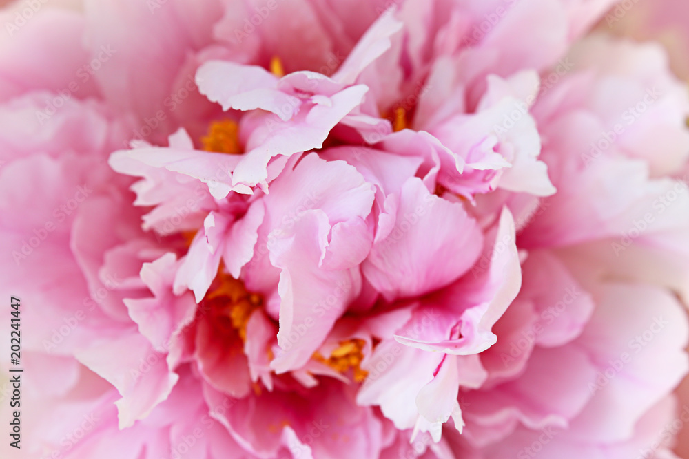 flower peony close up flower peony close up