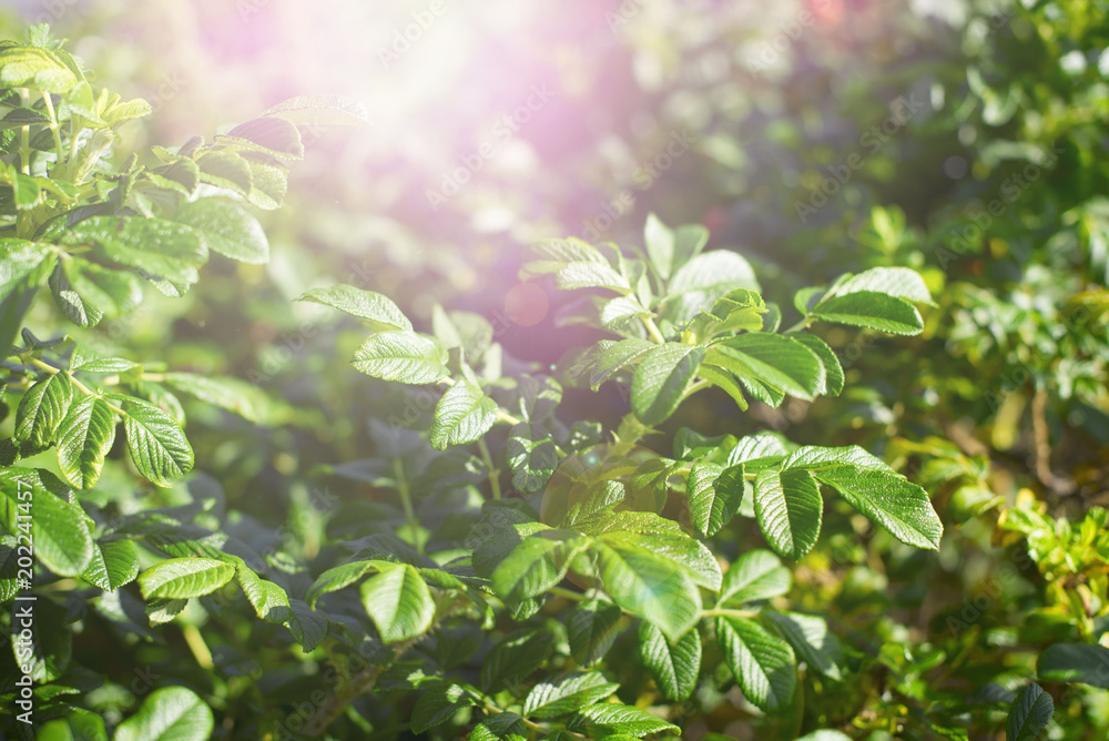 The green branches of the Bush on a Sunny day with Natural backgroun The green branches of the Bush on a Sunny day with Natural backgroun