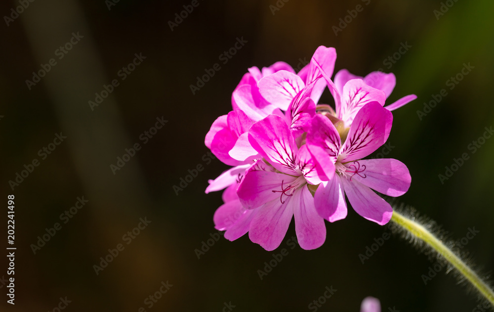 Citronella, geranium flower, on black background, copy space Citronella, geranium flower, on black background, copy space