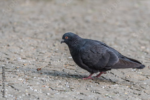 single, city ​​pigeon, gray blurred background, closeup, gołąb miejski, czarny ptak, kostka brukowa, rozmyte szare tło