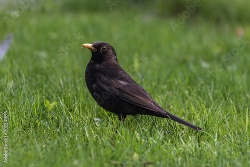 single blackbird on the grass, closeup, kos, czarny mały ptak, tło zielona trawa