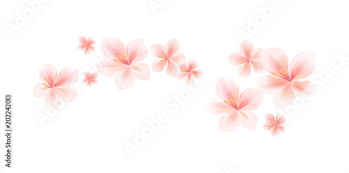Flying light pink peach flowers isolated on white background. Apple-tree flowers. Cherry blossom. Border. Vector