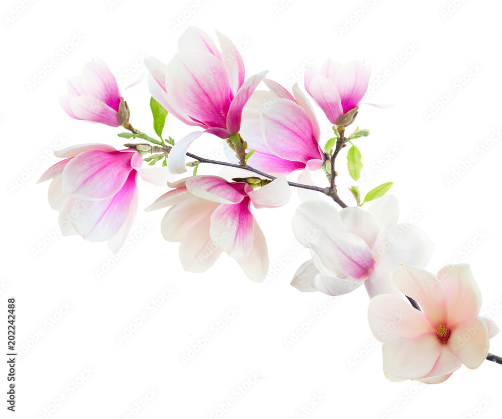Magnolia Flowers on White Magnolia Flowers on White