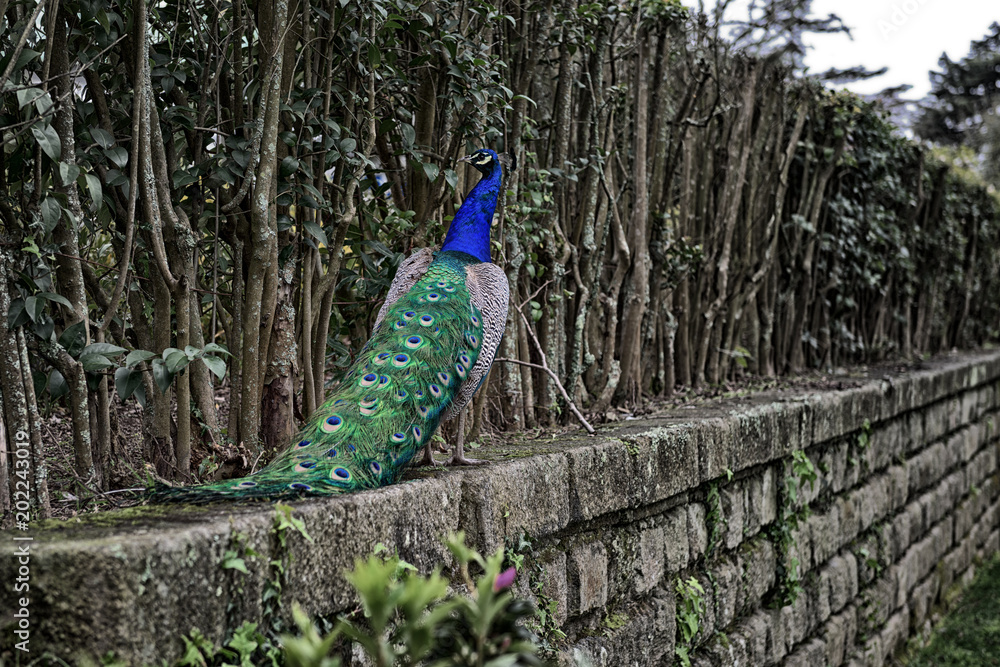 Obraz premium Peacock is walking on the top of the stone wall