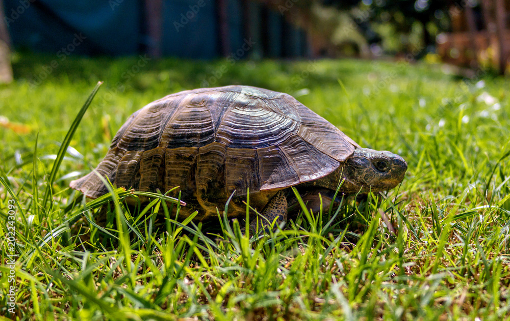 Mediterranean tortoise for a walk in the grass Mediterranean tortoise for a walk in the grass