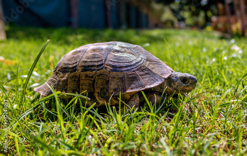 Mediterranean tortoise for a walk in the grass