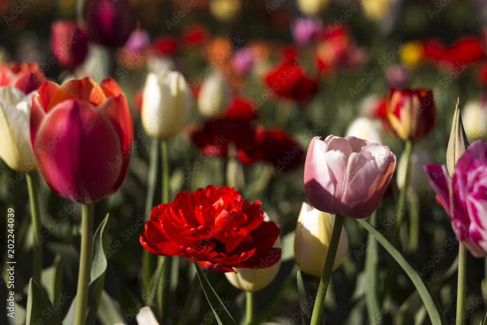 Many kinds of tulips in the garden - red, white, pink spring flowers. Concept, background