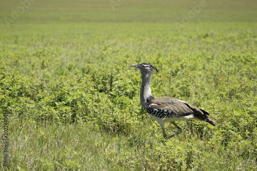 savana