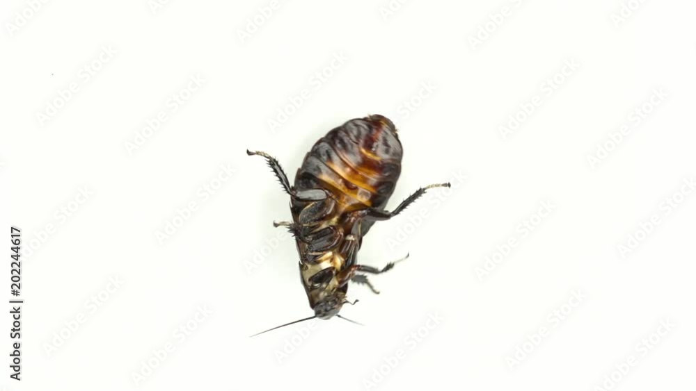 Cockroach lies on its back with its paws up and turns. White background. Close-up . View from above Cockroach lies on its back with its paws up and turns. White background. Close-up . View from above