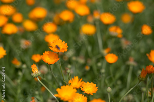 Colorful flowers landscape © olyapon