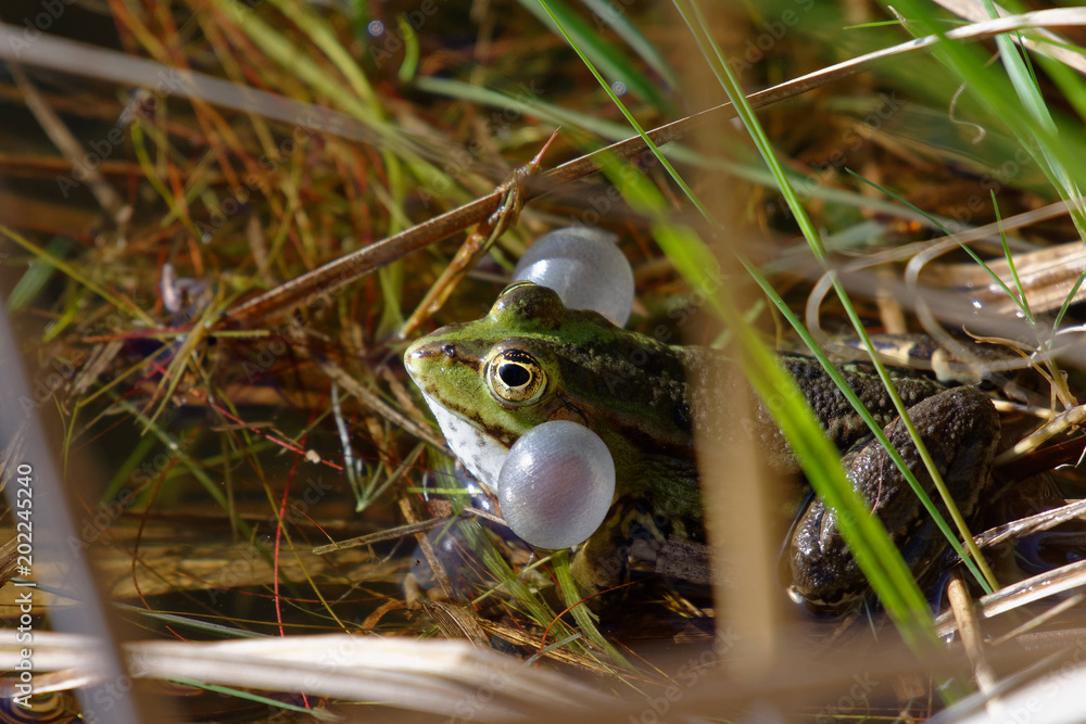 Fototapeta premium Grenouille verte qui coasse