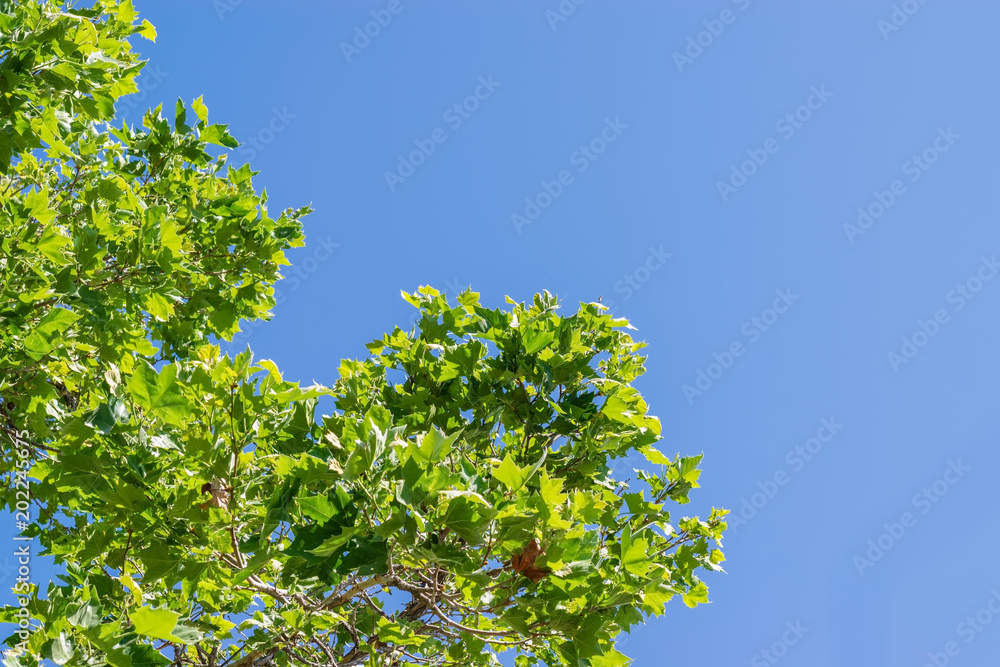 Fototapeta premium Mulberry trees begin spring growth 