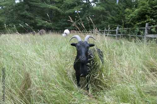 Goat in field © Annmarie