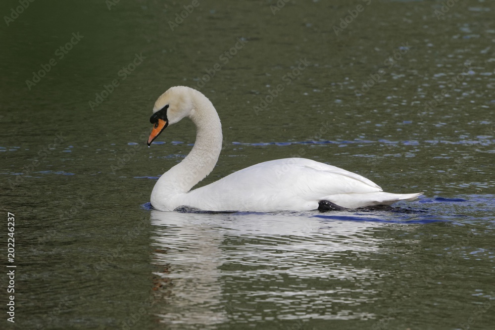 Fototapeta premium Mute swan (Cygnus olor)