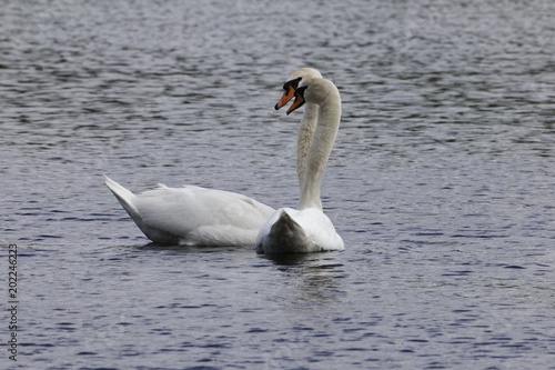 Pair of mute swans  Cygnus olor 