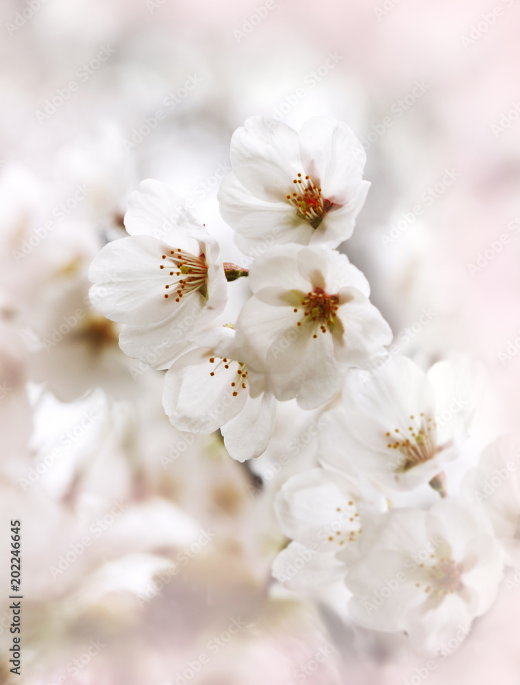Cherry spring blossom, spring background Cherry spring blossom, spring background