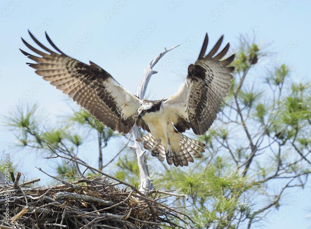 Naklejka premium Osprey Landing on It's Nest