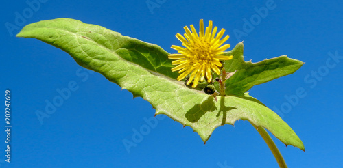 Smooth Sow-thistle (Sonchus oleraceus) photo