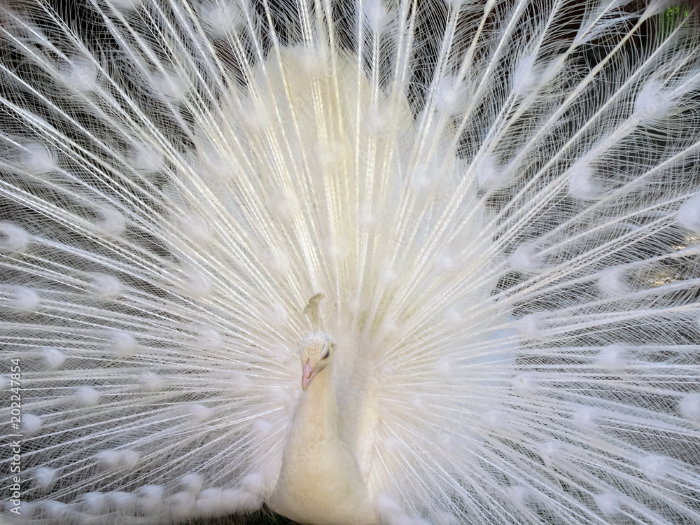 White peacock (pavo cristatus) with expanded feathers.