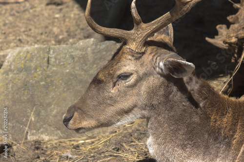 Portrait profile of a Fallow Deer.