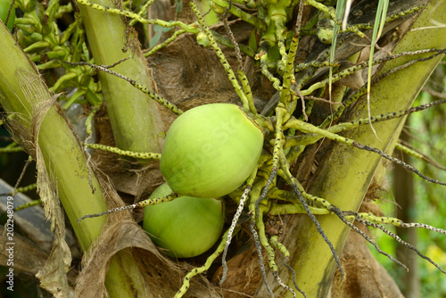 Young coconut fruit on coconut tree.