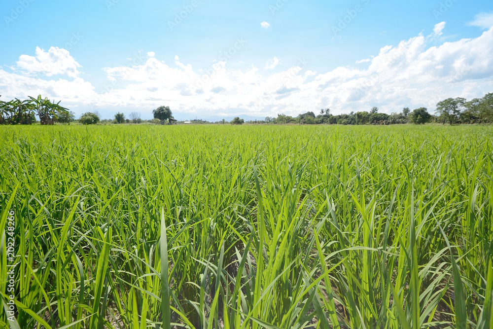 Rice fields with blue sky and clouds background. Rice fields with blue sky and clouds background.