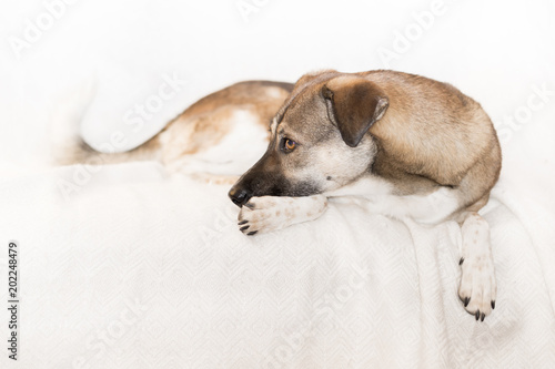 patient dog on white blanket