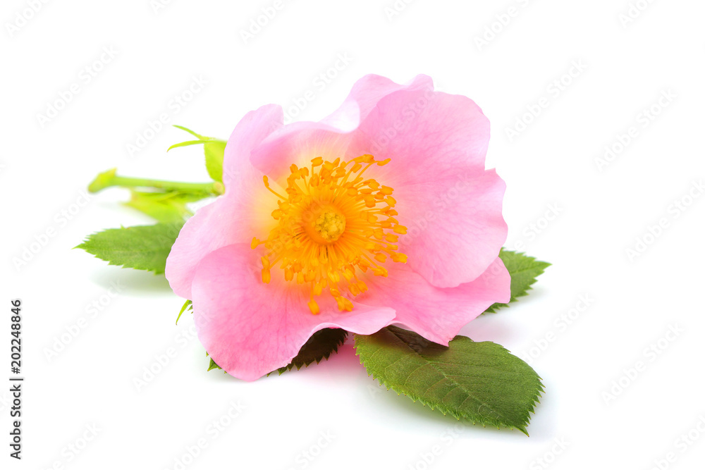 Obraz premium Wild rose flower with leaves isolated.