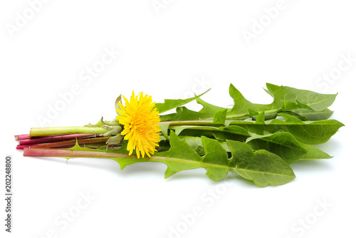 Fototapeta Naklejka Na Ścianę i Meble -  Dandelion flower with leaves in a bundle.