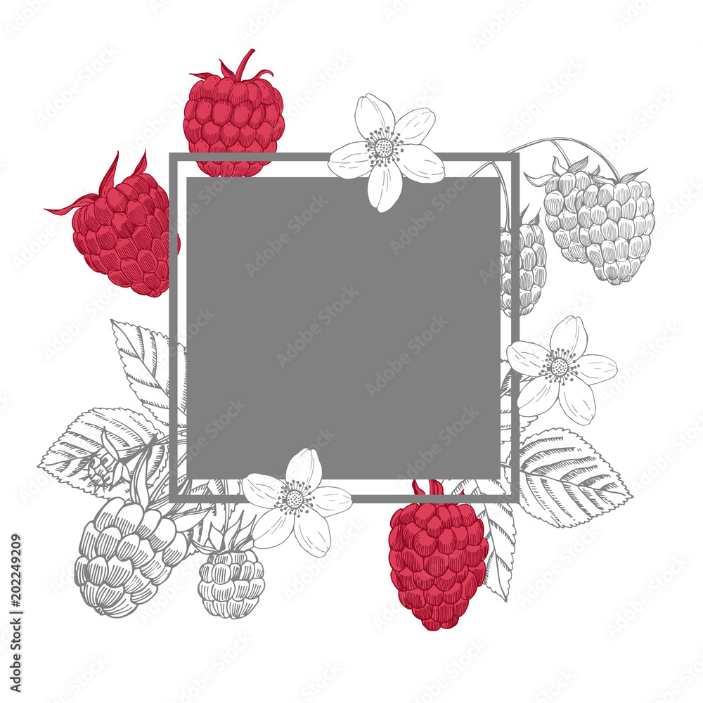Vector frame with hand drawn  berry. Raspberry.  Sketch illustration