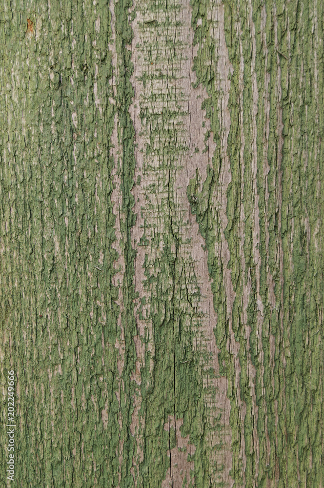 Fototapeta premium The old wooden surface of the board with traces of sunburned green paint.