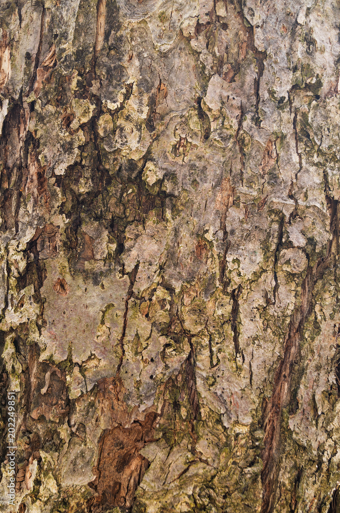 The trunk of an old tree with cracked from time to bark. The trunk of an old tree with cracked from time to bark.