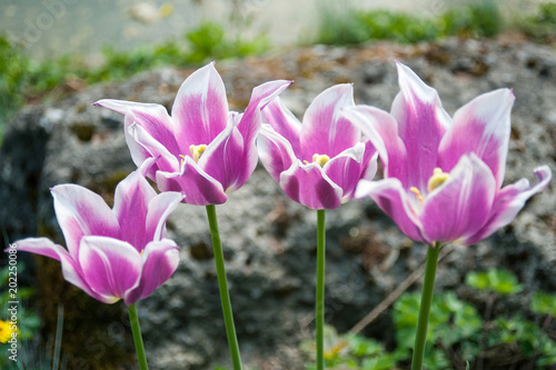 Salzburg, Frühling, Sommer, Österreich, schön