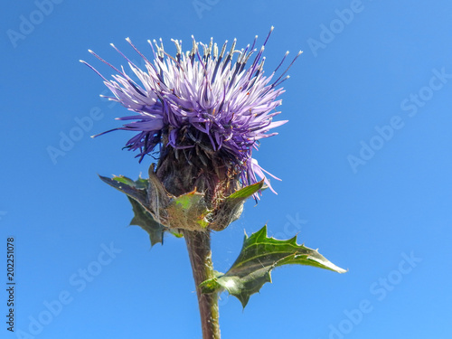 Blue Thistle (Carthamus caeruleus) photo