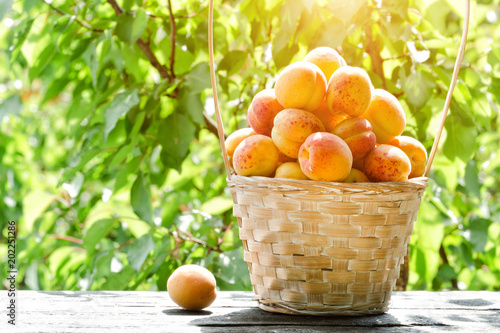Full basket of apricots in the garden. Greenery on a background. Sunlight