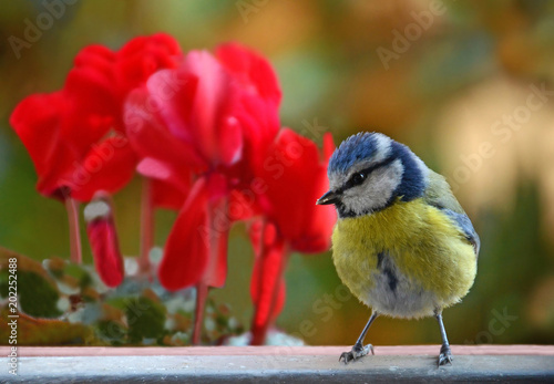 Billede på lærred tomtit portrait