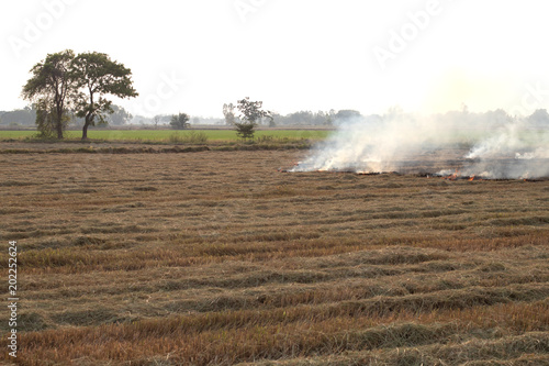 Burning rice straw in the afternoon.