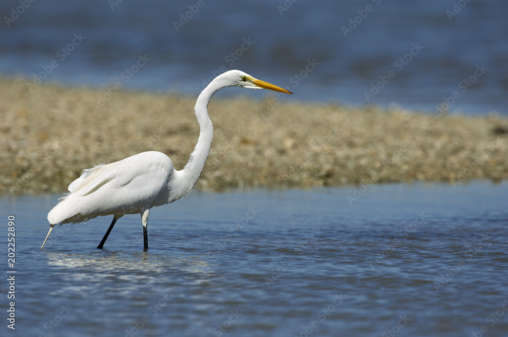 Great Egret, (Ardea alba), 'Ding' Darling National Wildlife Refuge, Sanibel Island, Florida, USA Great Egret, (Ardea alba), 'Ding' Darling National Wildlife Refuge, Sanibel Island, Florida, USA