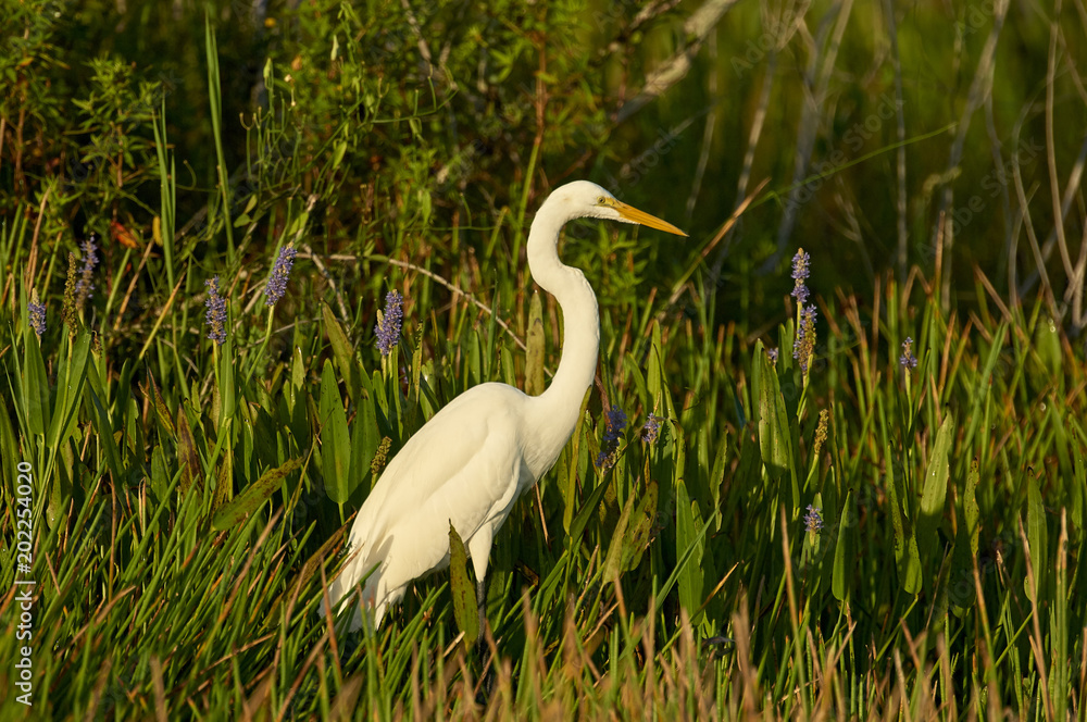 Fototapeta premium Great Egret