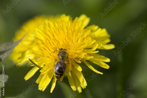 Fototapeta Naklejka Na Ścianę i Meble -  Meadow with flowering Dandelions 