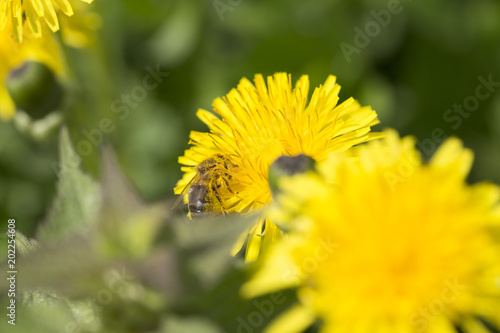 Fototapeta Naklejka Na Ścianę i Meble -  Meadow with flowering Dandelions 