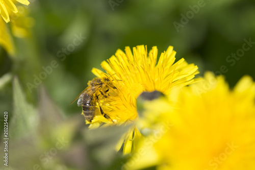Fototapeta Naklejka Na Ścianę i Meble -  Meadow with flowering Dandelions 