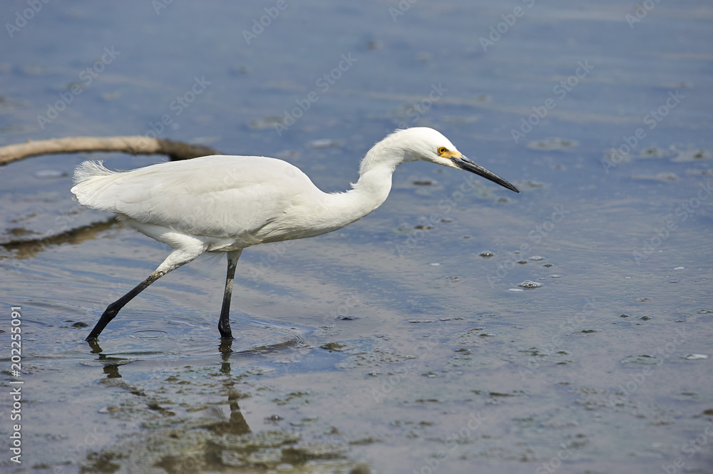 Snowy Egret (Egretta thula) foraging along Lake Chapala, Ajijic, Jalisco, Mexico Snowy Egret (Egretta thula) foraging along Lake Chapala, Ajijic, Jalisco, Mexico