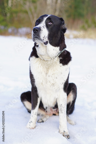 Fototapeta Naklejka Na Ścianę i Meble -  Cute black and white Central Asian Shepherd (Alabai dog) with cropped ears sitting outdoors on a snow in winter